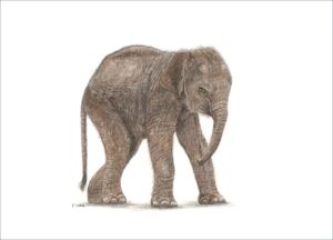 Giclee prints & Greeting cards available